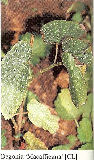 B. ‘Macaffieana’